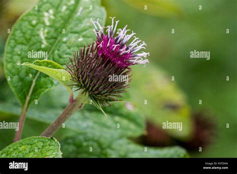 Lesser Burdock Burweed Louse Bur Common Burdock Arctium Minus