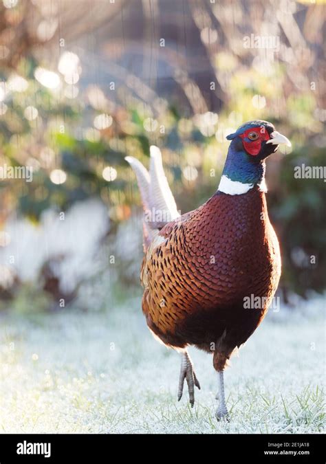 Pheasant Snow Uk Branch Hi Res Stock Photography And Images Alamy