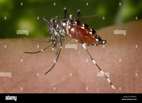 Una Sangre Engrosadas Hembra Mosquito Aedes Albopictus Alimentarse De