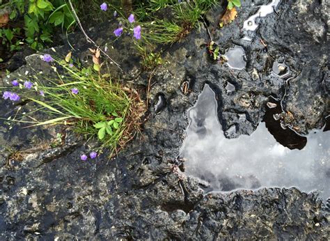 Fotos Gratis Rbol Agua Naturaleza Bosque Rock Planta Hoja