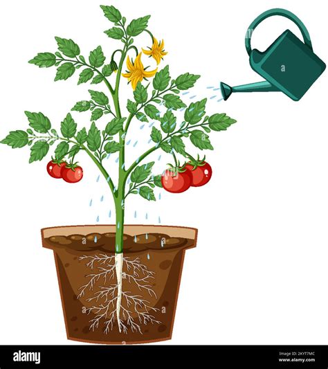 Tomato plant root in pot vector illustration Stock Vector Image & Art - Alamy