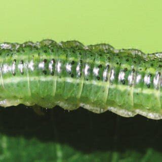 Larvae Of Arge Ustulata Feeding On Salix Caprea France Dept Ari Ge