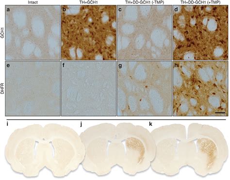 Regulation Of Transgenic GTP Cyclohydrolase 1 GCH1 Fused With