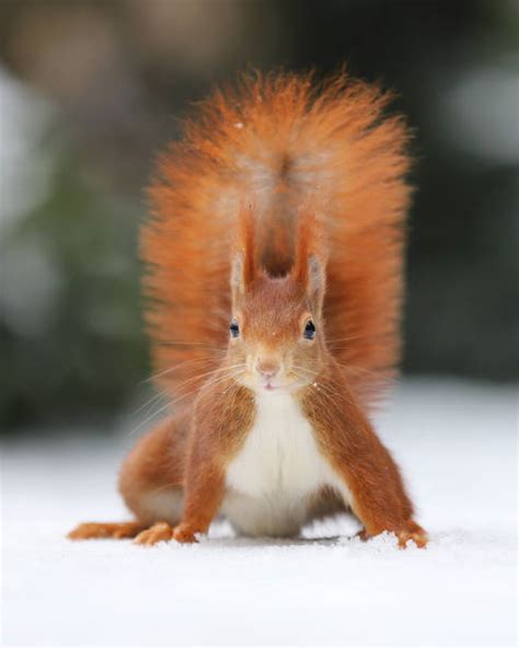 Red Squirrels In Snow