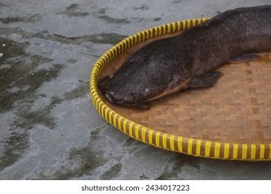 247 Wild Giant Catfish Images, Stock Photos, 3D objects, & Vectors | Shutterstock