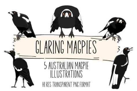 Glaring Australian Magpies Graphic By Krystal Kay Art · Creative Fabrica