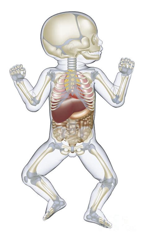 Anatomy Of A Newborn Baby Photograph by Peter Bell / Dorling Kindersley