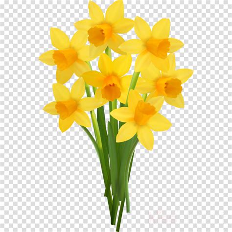 Daffodil Clipart Yellow Daffodil Daffodil Yellow Daffodil Transparent