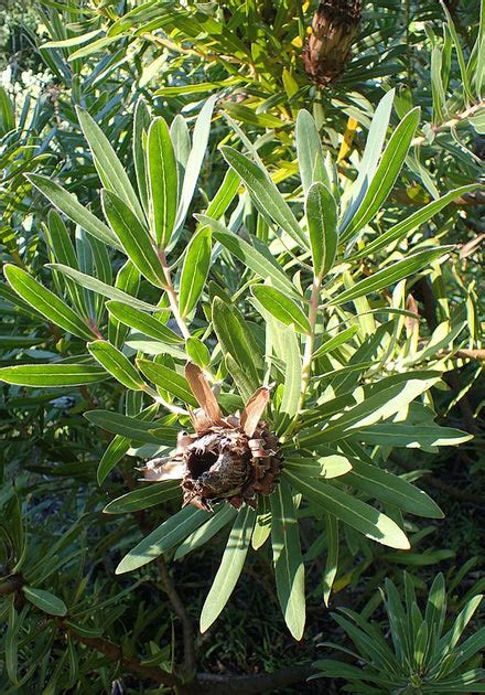 Protea lepidocarpodendron | Tree Pincushion | 10 Seeds