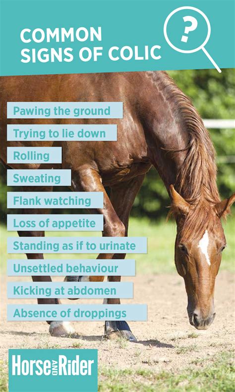 Stages Of Colic In Horses