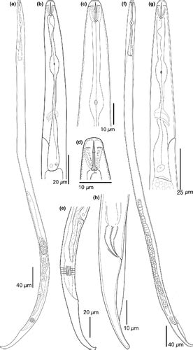 A New Stem Nematode Associated With Peanut Pod Rot In China