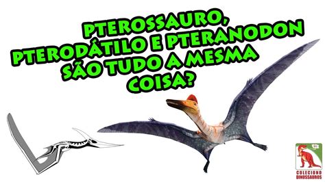 Qual a diferença entre Pterossauro Pterodáctilo e Pteranodon YouTube