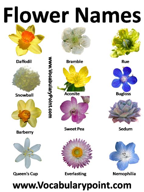 Flowers Names In English