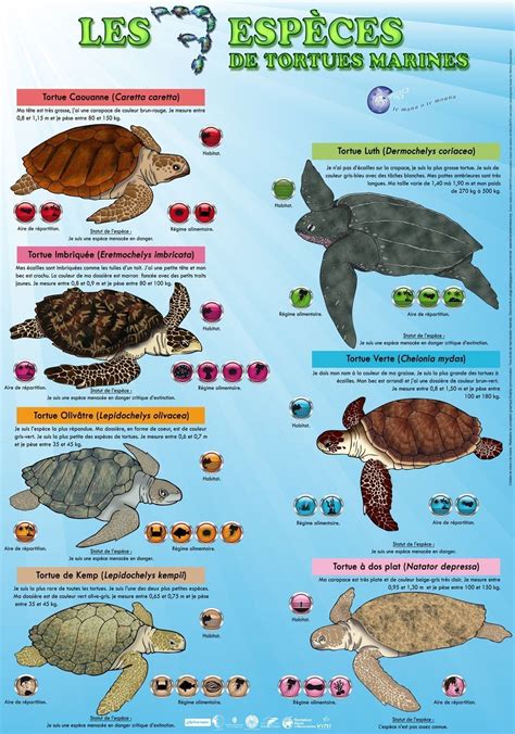 Pingl Sur Animaux Tortue Marine Tortue Luth Tortue