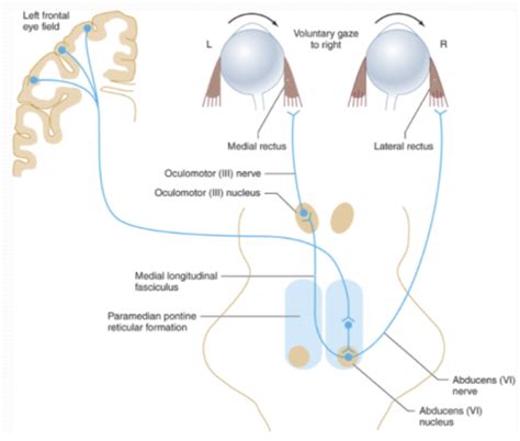 brainstem reflexes Flashcards | Quizlet