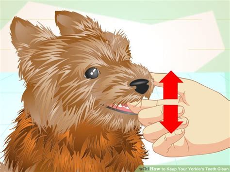 How To Keep Your Yorkies Teeth Clean With Pictures Wikihow