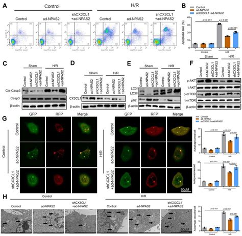 NPAS2 Transcriptionally Promoted CX3CL1 Expression In Vitro A B