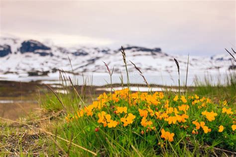 Yellow Spring Flowers in Norwegian Mountains Stock Photo - Image of ...