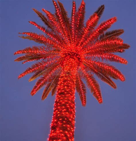 6+ Palm tree christmas lights Free Stock Photos - StockFreeImages