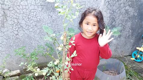 Panen Tomat Di Kebun Mini Anakpaud Berkebun Tomatcherry Panentomat