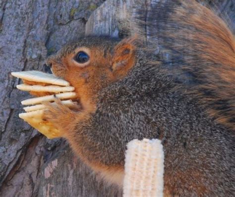 Just 17 Funny Squirrels Eating Weird Things Squirrel Funny Squirrel