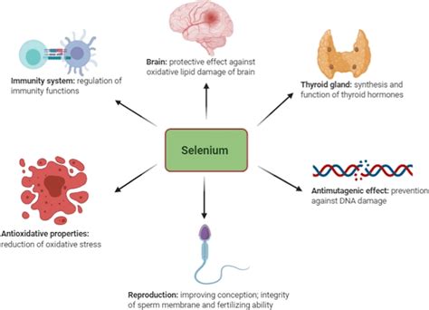 Idolo Amplificazione Cascante Function Of Selenium In Human Body