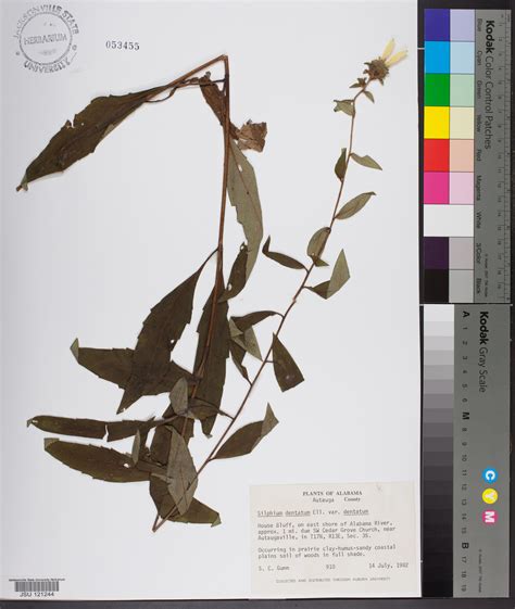 Silphium Dentatum Species Page Apa Alabama Plant Atlas