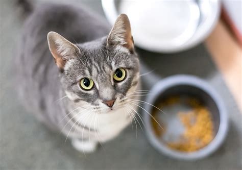 Delicious Homemade Cat Food Recipes Vet Reviewed And Approved