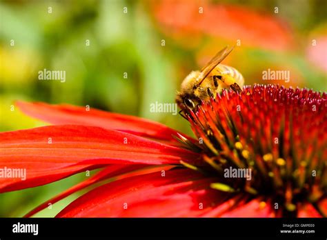 Close Up Of Female Honeybee Feeding On Nectar From A Red Coneflower