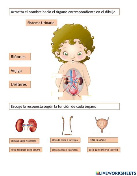 Sistema EXCRETOR Online Worksheet For TERCERO PRIMARIA Online