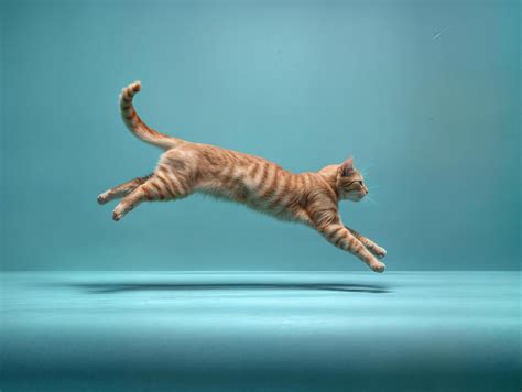 AI generated ginger cat on a teal background jumping in a dynamic pose ...