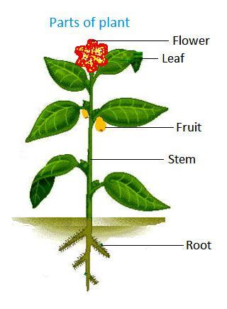 Parts of a Plant for Kids - TeaganjoysCollins