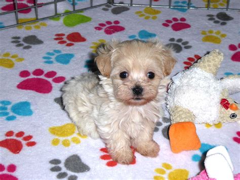 Marley Female Maltipoo (Maltese/Poodle) | Buy Puppies in Tucson with ...