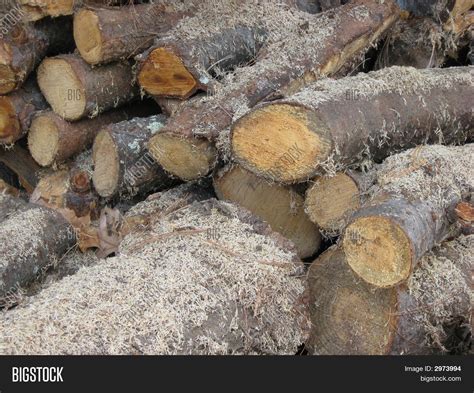 Termite Damage Image & Photo (Free Trial) | Bigstock