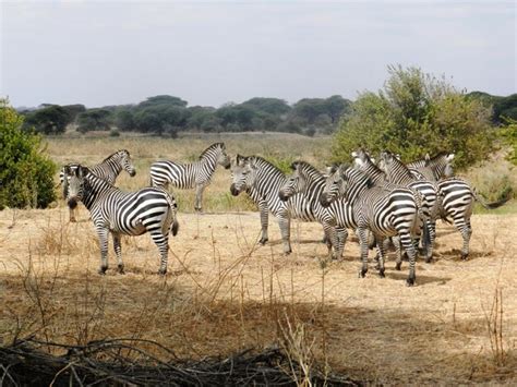 Premium Photo Group Of Zebras Grazing In The African Savannah Kenya