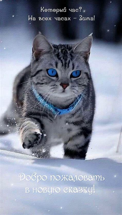 Пин от пользователя Knn на доске Пожелания на неделю | Любители кошек ...