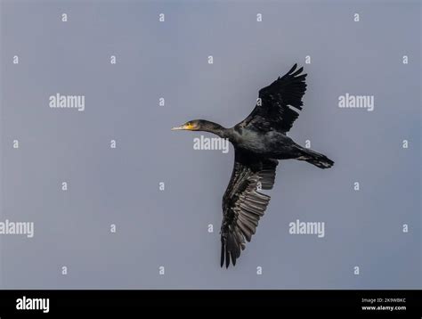 Common Cormorant Phalacrocorax Carbo Adult In Flight Stock Photo Alamy