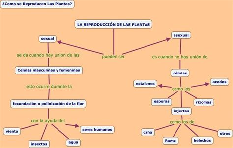 Mapa Conceptual De La Reproducción Sexual Y Asexual De Las Plantas Dumonde