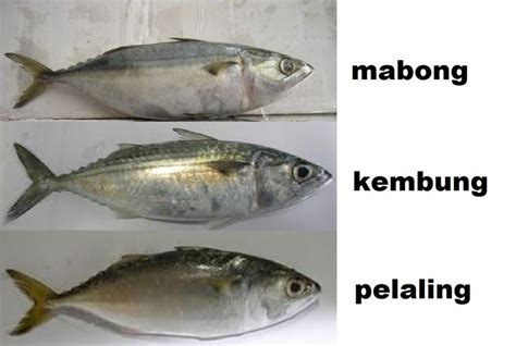 Nama Jenis Ikan Laut Malaysia Nama Nama Ikan Laut Terlengkap Beserta