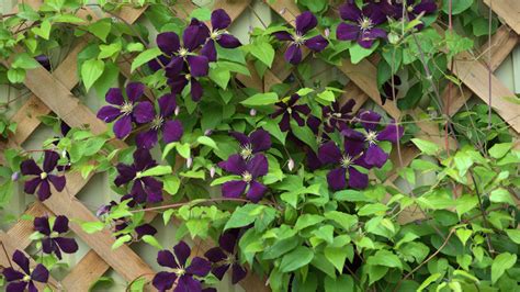 Best Flowering Vines to Grow on a Trellis