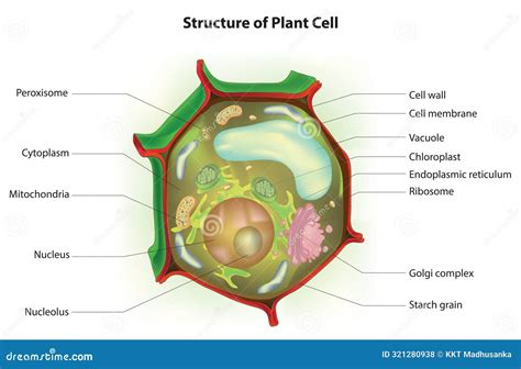 Structure Of Typical Plant Cell Coloso