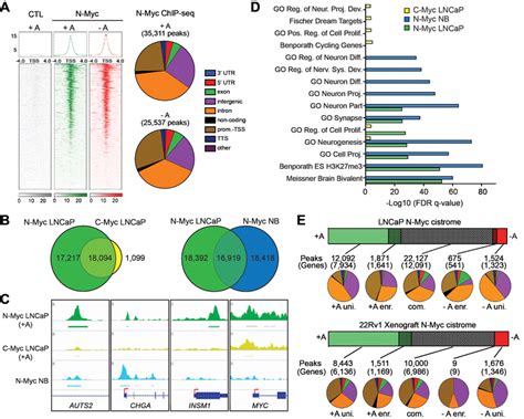 The N Myc Cistrome Is Distinct From C Myc And Is Altered By Androgen