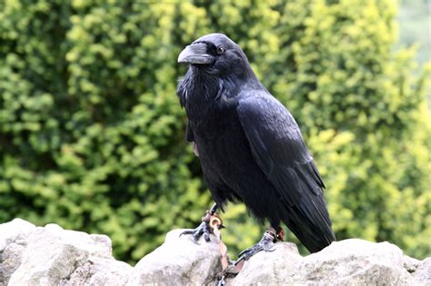 Black Crow Free Stock Photo Public Domain Pictures