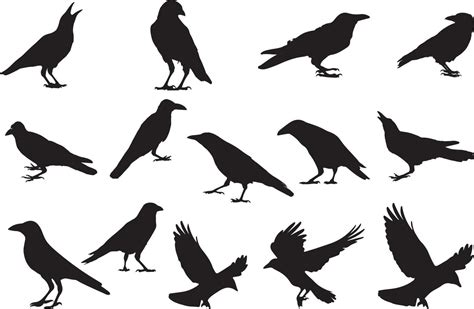 The Set Of Crow Silhouette Collection Vector Art At Vecteezy