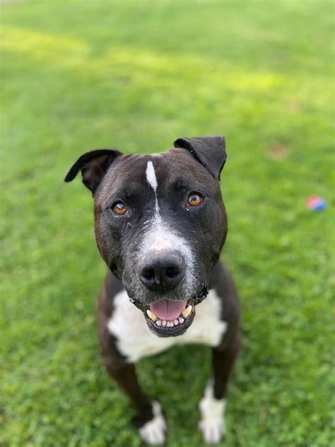 Ethan! 3-4 Year Old - American Staffy Mix » Misfit Angels Rescue