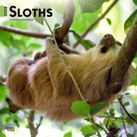 Sloths 2024 12 X 24 Inch Monthly Square Wall Calendar BrownTrout