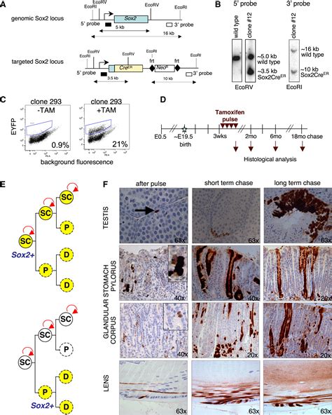 Sox2 Adult Stem And Progenitor Cells Are Important For Tissue