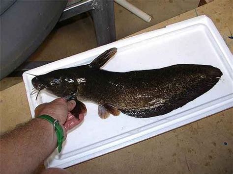 Eel Tailed Catfish (Tandanus tandanus)