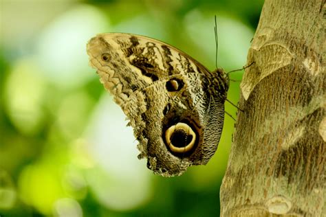 Butterfly Eye Free Stock Photo Public Domain Pictures