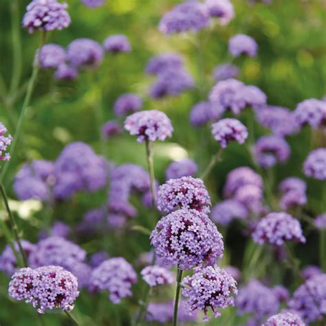 Thompson And Morgan Verbena Royal Dreams 9cm Pot X 3 Qvc Uk